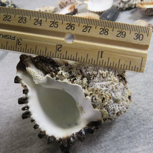 Black & White and Patterned REAL Sea Shells variety of sizes and styles - Picture 13 of 16